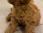 Toy Poodle Puppy