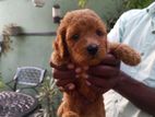 Toy Poodle Puppies