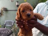 Toy Poodle Puppies