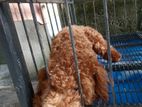 Toy Poodle Puppies