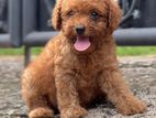 Toy Poodle Puppies