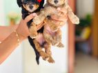 Toy Poodle Puppies