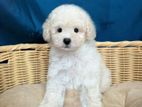 Toy poodle puppies