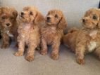 Toy Poodle Puppies