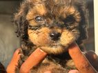 Toy Poodle Puppies