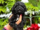 Toy Poodle Puppies