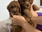 Toy Poodle Puppies