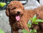 Toy Poodle Puppies