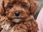 Toy Poodle Puppies