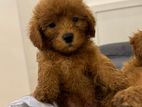 Poodle Puppy