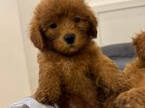 Poodle puppy