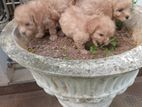 Toy poodle puppies