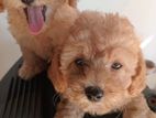 Toy poodle puppies