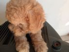 Toy poodle puppies