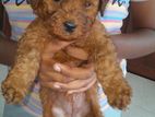 Toy Poodle Puppies