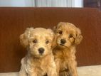 Toy Poodle Puppies