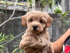 Toy Poodle Puppies