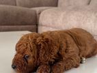 Toy Poodle Puppies