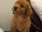 Toy Poodle Puppy