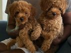 Toy Poodle Puppies Sale in Colombo 7