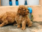 Toy Poodle Puppy