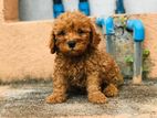 Toy poodle puppy