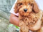 Toy Poodle Puppy