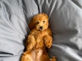 Toy Poodle Puppy