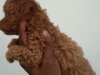 Toy Poodle Puppy