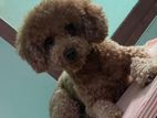 Toy Poodle Puppy