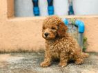 Toy Poodle Puppy