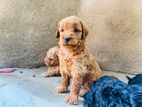 Toy Poodle Puppy