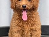 Toy Poodle Puppy