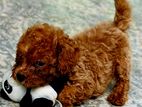 Toy Poodle Puppy