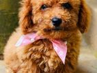 Toy Poodle Puppy
