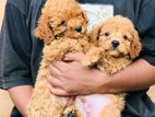 Poodle Puppies