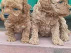 Poodle Puppies