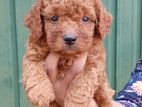 Toy Poodle Puppy