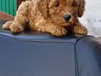 Poodle Puppy