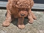 Toy Poodle Puppy