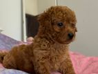 Toy Poodle Puppy