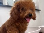 Toy Poodle Puppy