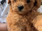 Toy Poodle Puppy