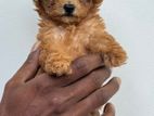 Toy Poodle Puppy