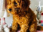 Toy poodle puppy