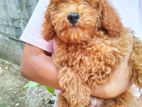 Toy Poodle Puppy