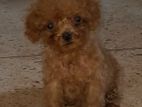 Toy Poodle Teddy Puppy
