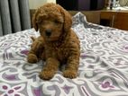 Toy Poodles Puppies