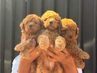 Toy Poodles