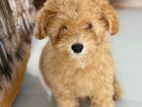 Toy Poodles